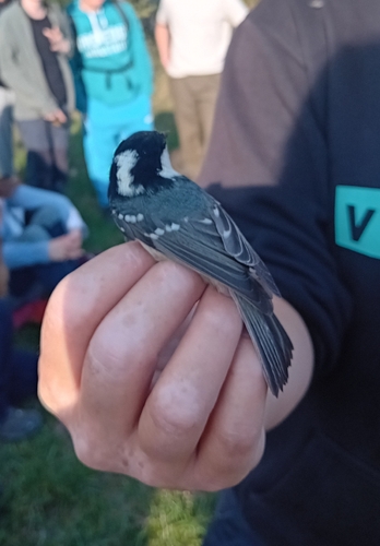 Coal Tit