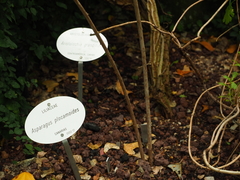 Asparagus plocamoides