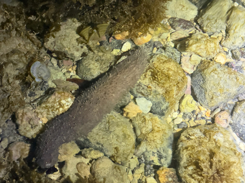 Holothuria cinerascens observed 2026-10-03