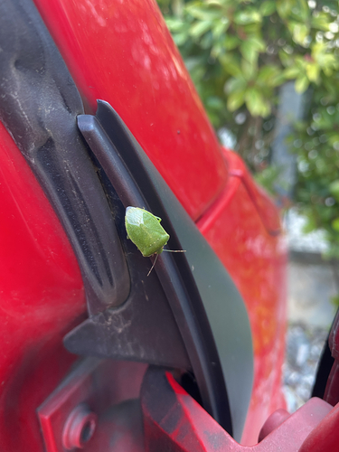 Southern Green Stink Bug