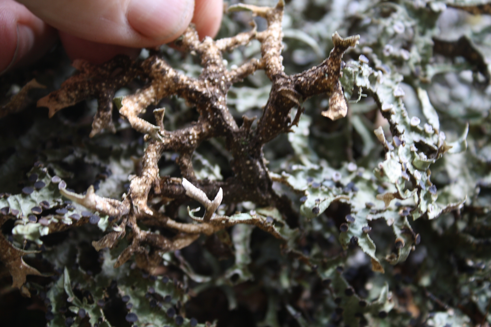 Pseudocyphellaria billardierei image