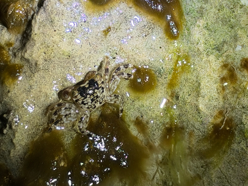Pachygrapsus, 2026-10-03
