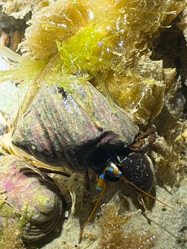 Calcinus laevimanus observed 2026-10-03
