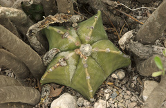 Astrophytum myriostigma