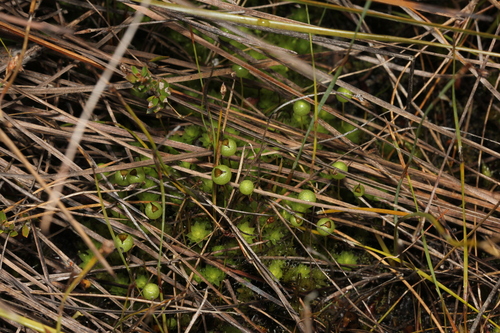 Pleurophascum grandiglobum observed 2026-10-04
