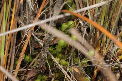 Pleurophascum grandiglobum observed 2026-10-04