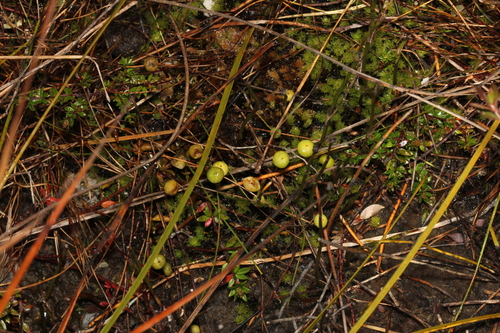 Pleurophascum grandiglobum observed 2026-10-04