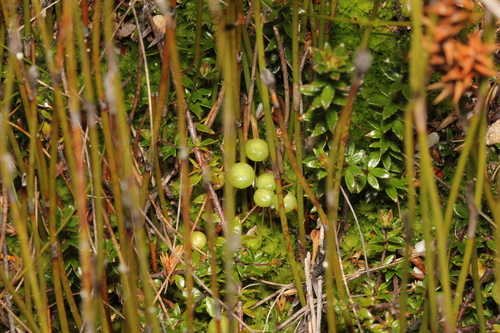 Pleurophascum grandiglobum observed 2026-10-04