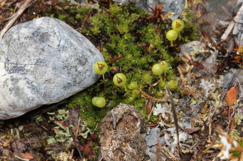 Pleurophascum grandiglobum observed 2026-10-04