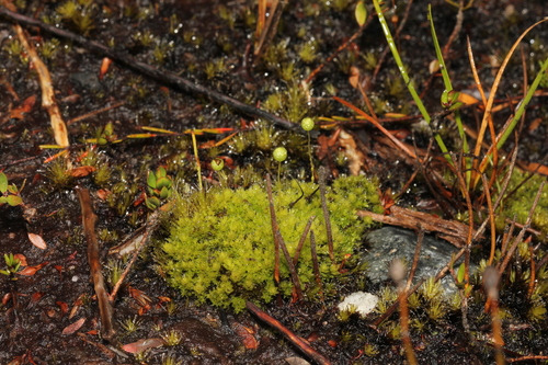 Pleurophascum grandiglobum observed 2026-10-04