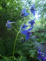 Delphinium trolliifolium