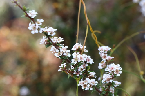 Taxandria parviceps, 2026-10-04