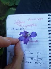 Delphinium trolliifolium