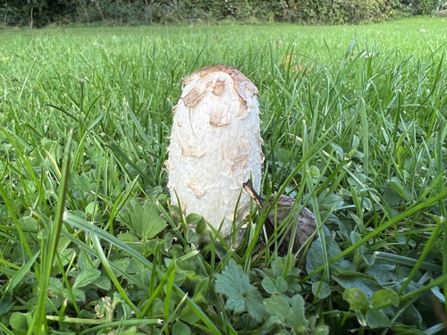 Shaggy Mane
