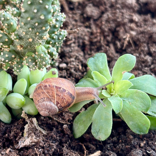 Garden Snail