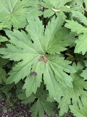 Petasites frigidus palmatus