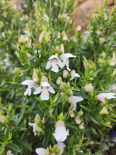 Prostanthera striatiflora observed 2026-10-04