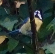 Eurasian Blue Tit