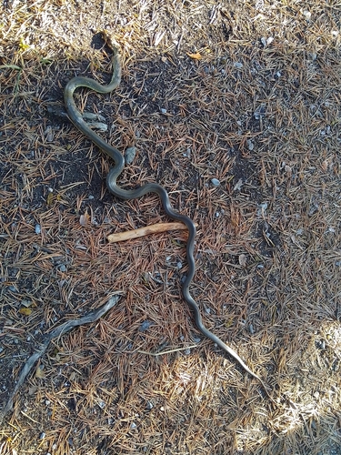 Aesculapian Snake
