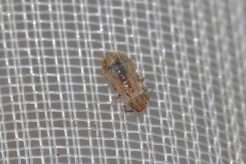 Cerobasis guestfalica