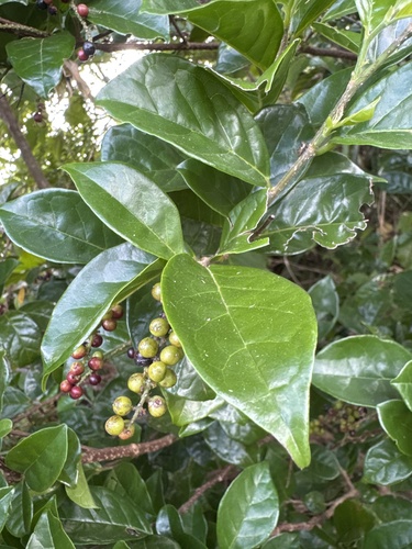 Antidesma montanum observed 2026-10-04