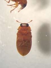 Byturus unicolor