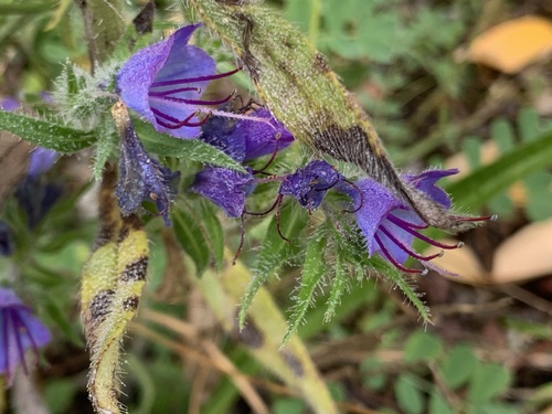 viper's-bugloss