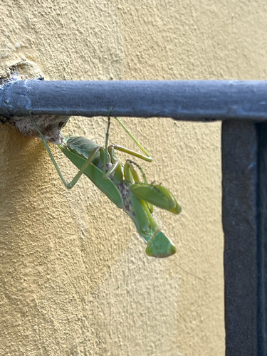 Transcaucasian Giant Mantis