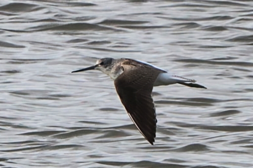 Archibebe claro (Tringa nebularia)