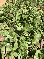 Portulaca oleracea
