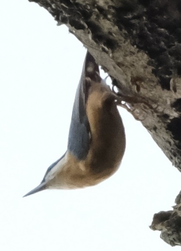 Eurasian Nuthatch