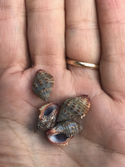 Gemophos sanguinolentus