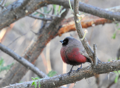 iNaturalist image