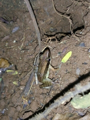 Indosylvirana nicobariensis