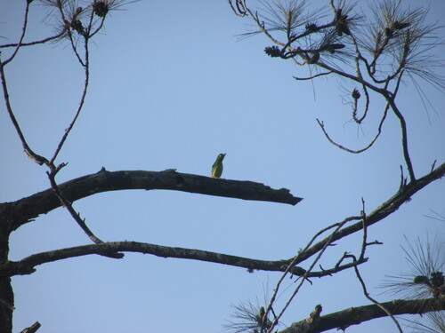 Psilopogon australis observed 2026-10-04
