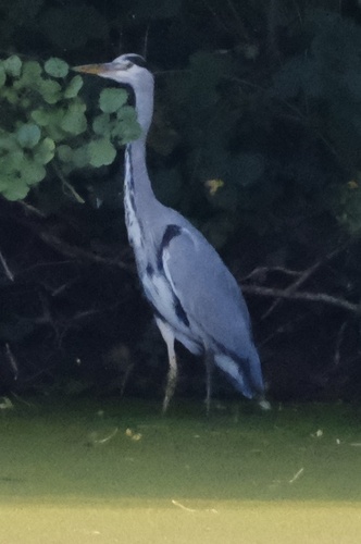 Grey Heron