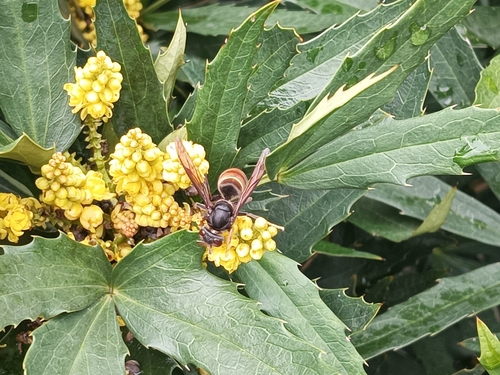 Yellow-legged Hornet