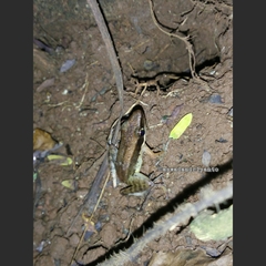 Indosylvirana nicobariensis