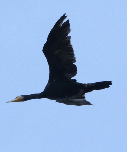 Great Cormorant