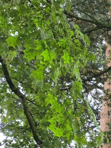 Acer pictum observed 2026-10-04