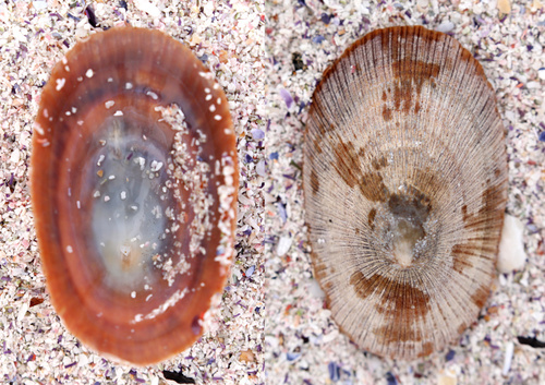 Cymbula compressa observed 2026-09-23