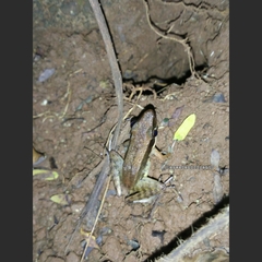 Indosylvirana nicobariensis