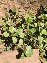 Portulaca oleracea
