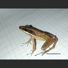 Indosylvirana nicobariensis