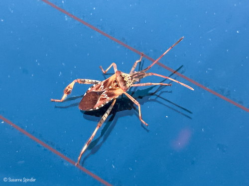 Western Conifer Seed Bug