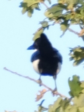 Eurasian Magpie