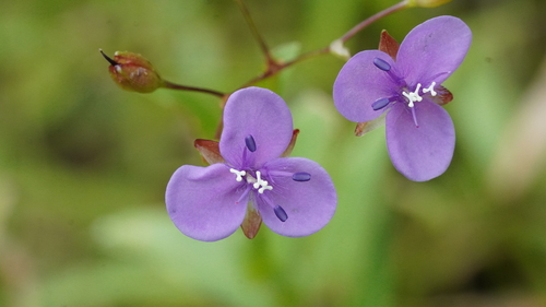 Murdannia spirata observed 2026-10-03