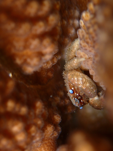 Cymo melanodactylus observed 2026-10-03