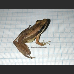 Indosylvirana nicobariensis