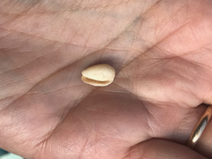 Persicula bandera
